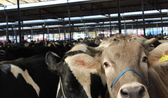 Burdur Canlı Hayvan Pazarı üreticilere yeniden kapılarını açtı