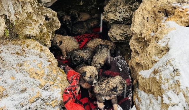 Şırnak’ta donmak üzere olan 12 köpek yavrusu kurtarıldı