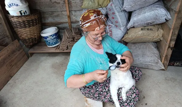 Yaralı köpeği anne şefkatiyle hayata döndürdü