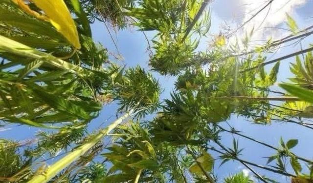 Antalya Isparta ve Burdur’da kenevir üretimine resmen izin verildi