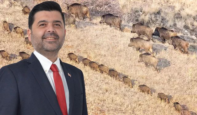 Uluborlu’da yaban domuzu popülasyonuna karşı kontrollü av