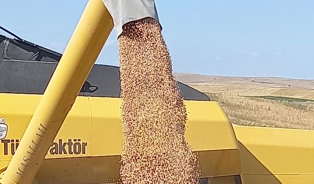 ABB Kırsal Hizmetler Daire başkanlığı % 50 hibeli nohut tohumu