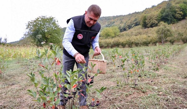 Vali Aslan, süper meyve topladı