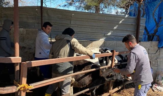 Mavi dil hastalığı: 9 köy karantinaya alındı