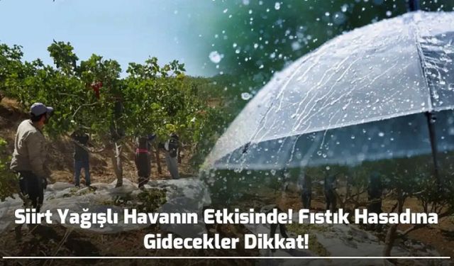 Siirt yağışlı havanın etkisinde, fıstık hasadına gidecekler dikkat!