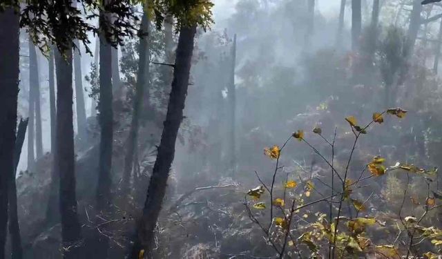 Dörtyol'da orman yangını: Ekipler havadan ve karadan müdahale ediyor