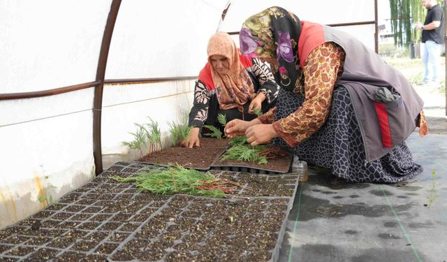 Düzce Belediyesi tarımda ısrarlı