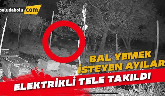 Bal yemek isteyen ayılar elektrikli tele takıldı