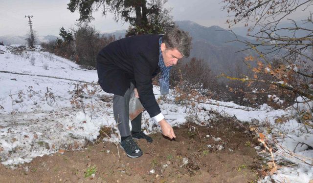 Amasya Valisi Önder Bakan,132 yıl sonra tohumları toprakla buluşturdu