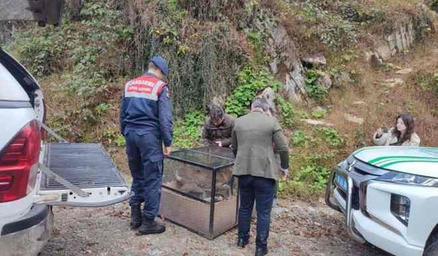 Hopa’da dereye düşen karaca kurtarıldı