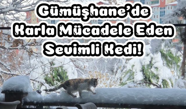 Gümüşhane’de karla mücadele eden sevimli kedi!