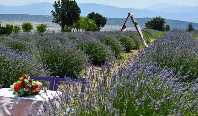 Lavanta festivali için hazırlıklar başladı