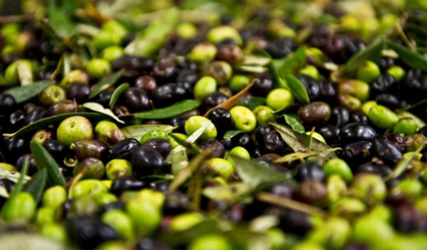 Artvin’de, 2025-2026 zeytin sezonu fiyatları açıklandı