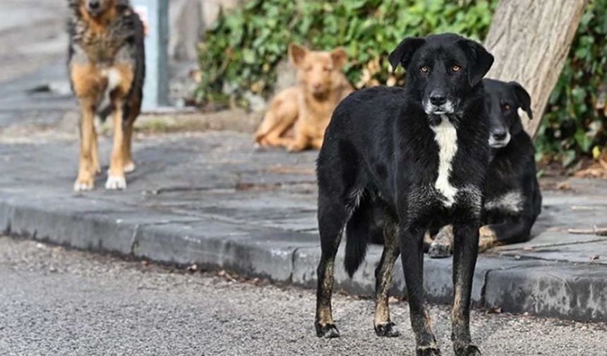 Diyarbakır'da sahipsiz köpek saldırısı: 3 yaralı