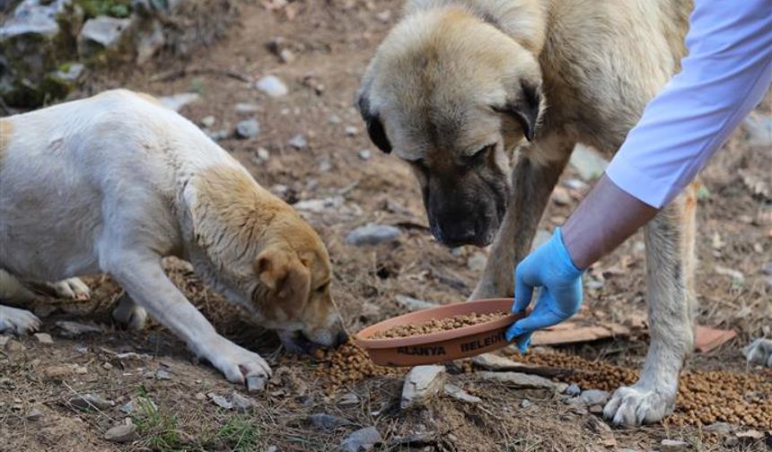 İzmir’de hayvan katliamı: 10 köpek ve 5 kedi zehirlenerek öldürüldü
