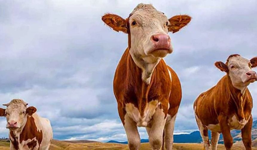 Doğu Anadolu’dan Kurban Bayramı öncesi 80 bin kurbanlık batıya gönderildi