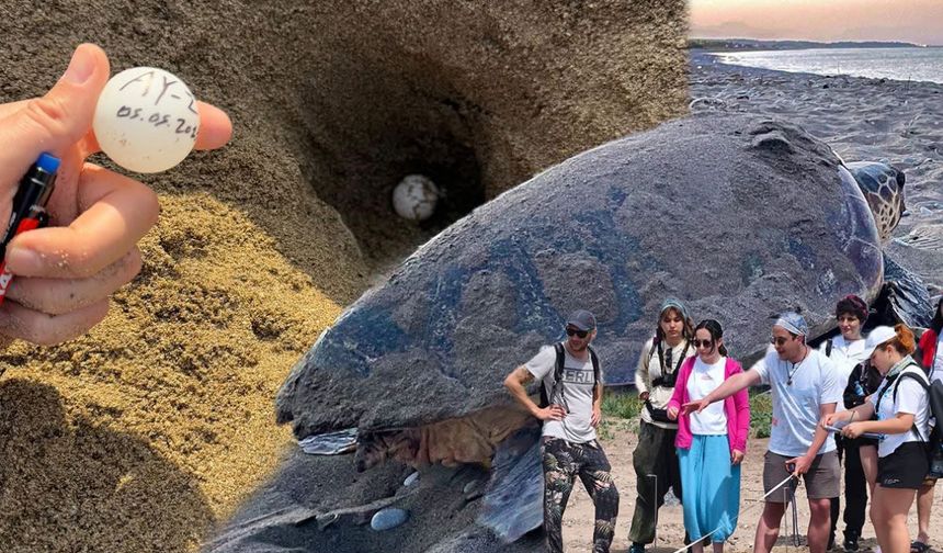 Belek kumsalında caretta carettalar ilk yuvalarını yaptı