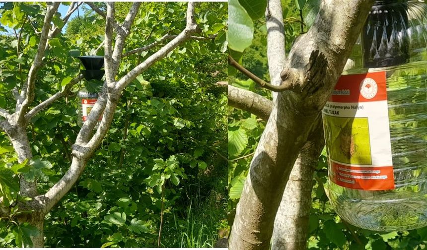 Akçiriş-Çarlaklı ve Üzümözü Mahallelerine kokarca tuzakları yerleştirildi