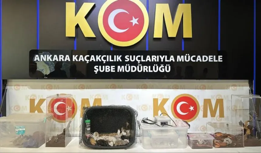 Ankara merkezli operasyonda 96 egzotik hayvan ele geçirildi