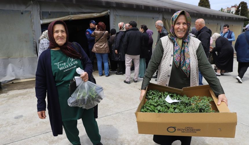 Ordu Büyükşehir Belediyesi'nin fide dağıtımına üreticilerden yoğun ilgi