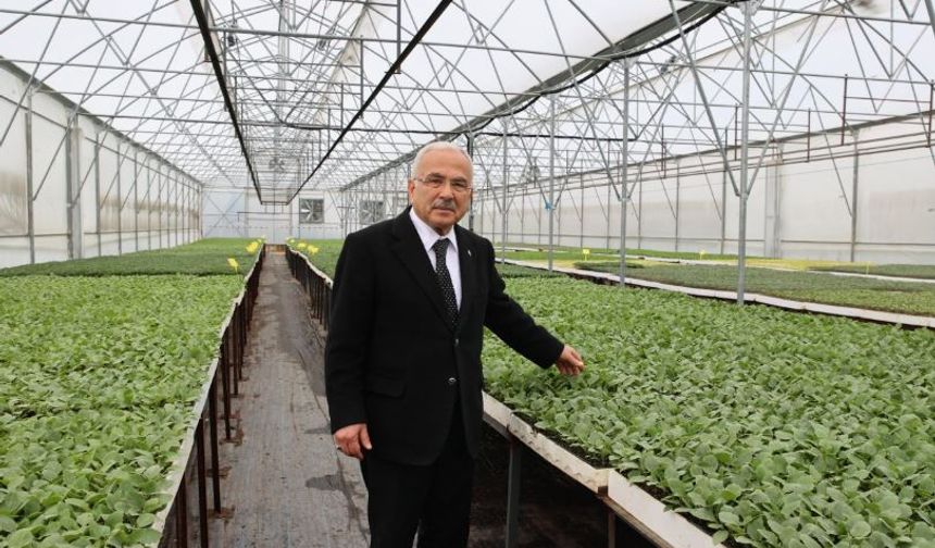 Ordu Büyükşehir, 5 yılda 4 milyon sebze fidesi dağıttı
