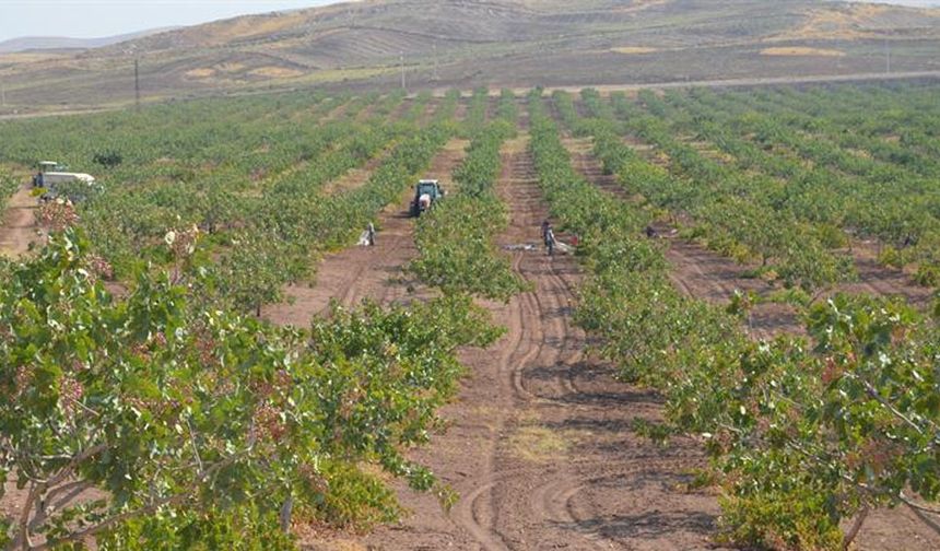 Siirt’te Fıstık için geri sayım başladı