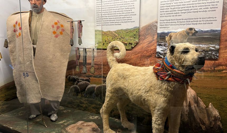 Sivas’ın hafızası; Şehir Müzesi