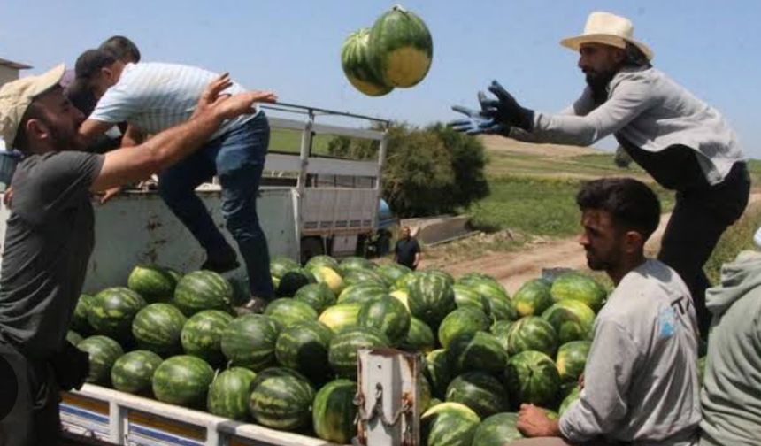 Batman karpuzu tezgâhlarda: Fiyatlar düşüyor, lezzet zirvede