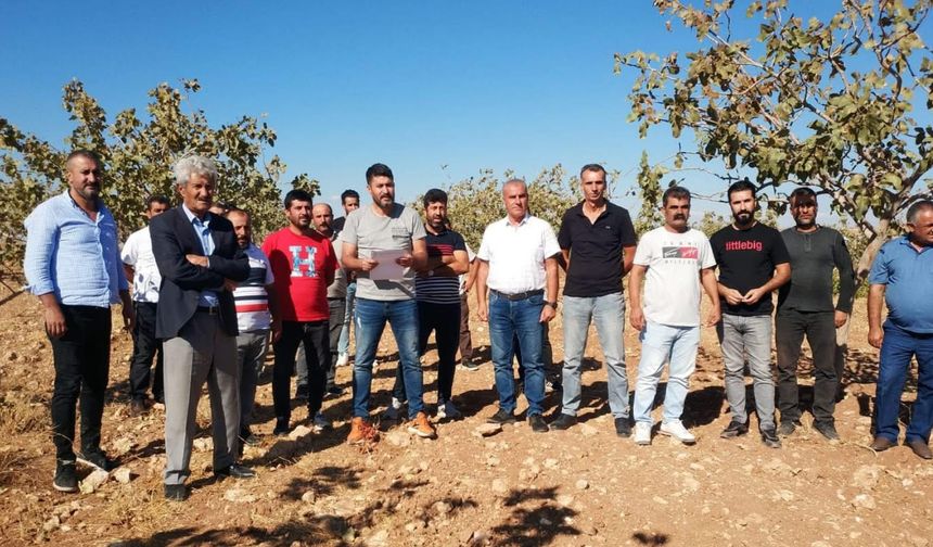 Batman’da Siirt Antep Fıstığına bilimsel takip
