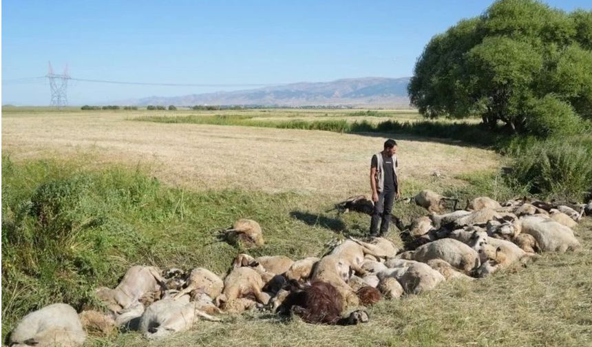Birbirini ezen yaklaşık 150 koyun telef oldu