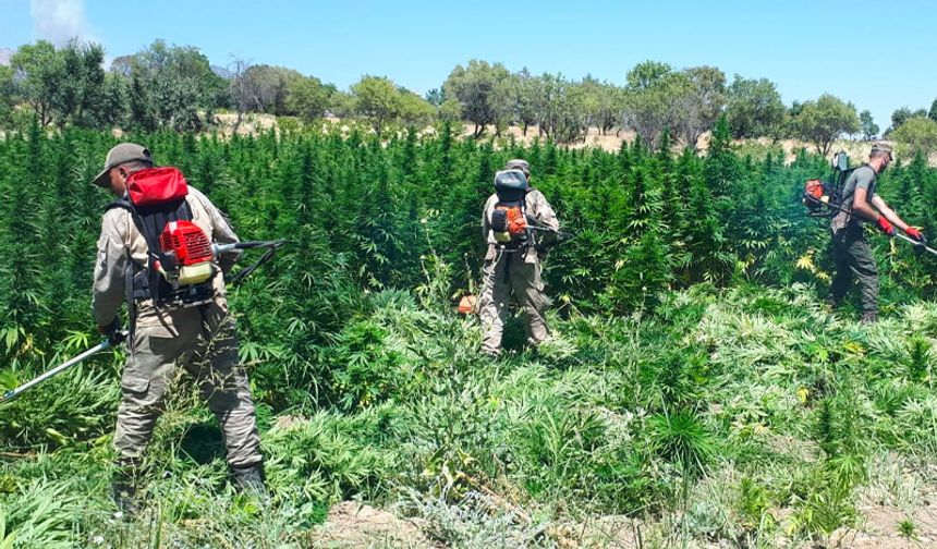 Diyarbakır'da dev uyuşturucu operasyonu: 12 milyon kök kenevir ele geçirildi, 22 tutuklama