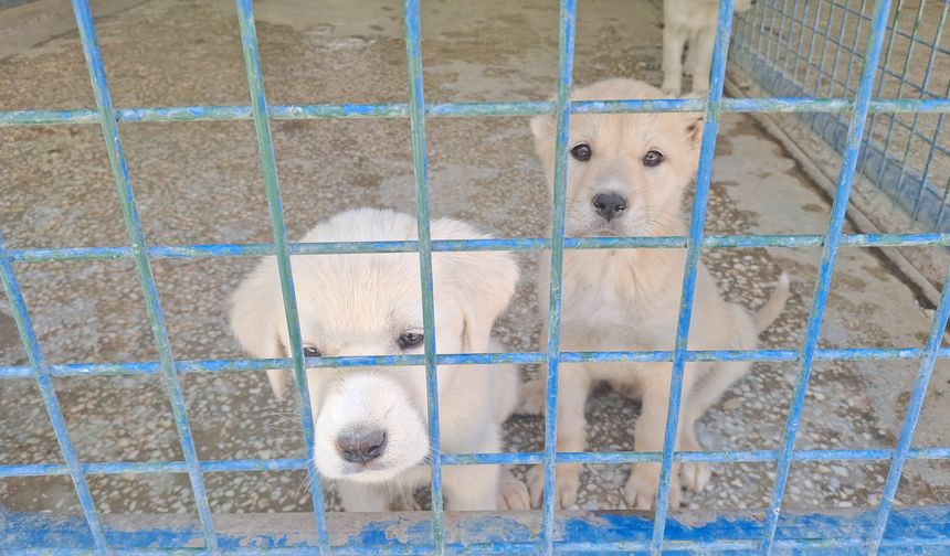 Beypazarı Belediyesi’nden can dostlara yeni yuva: Doğal Yaşam Barınağı açıldı