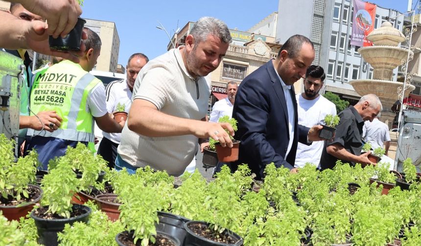 Mardin Midyat’ta fesleğen ve reyhan dağıtıldı