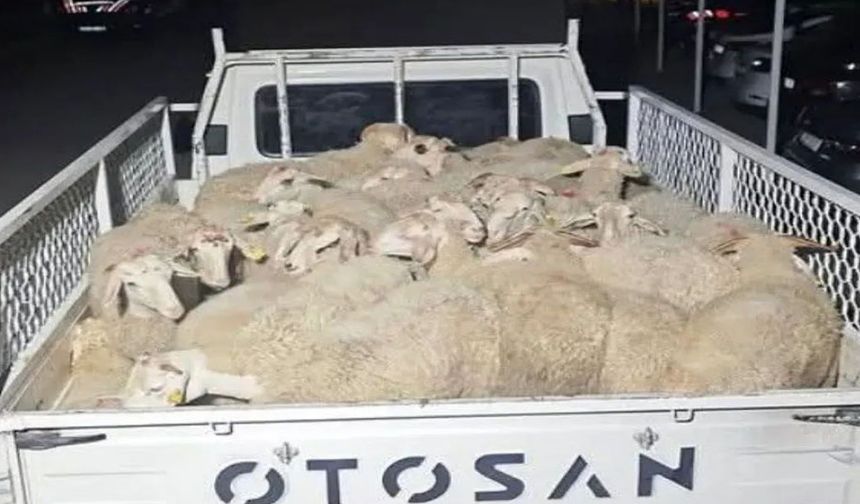 Isparta'da 32 küçükbaş hayvanı çalan şüpheliler Uşak’ta yakalandı