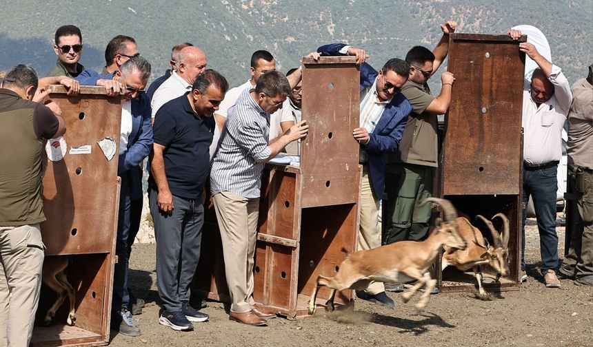 Amasya’da 5 yaban keçisi doğaya salındı