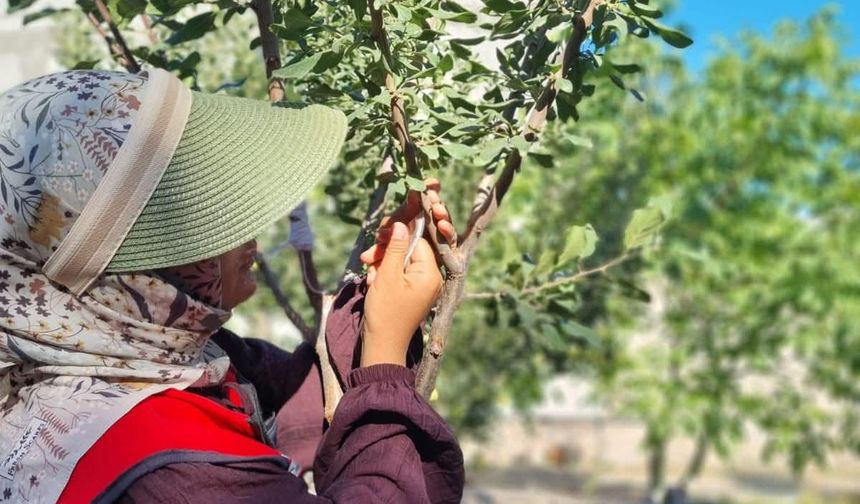 Digor’da meyve ağaçlarında aşılama çalışmaları başladı