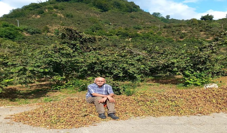 Giresun Ziraat Odası Başkanı Karan: Fındıkta rekolte düşük, fiyat 300 TL’yi görebilir