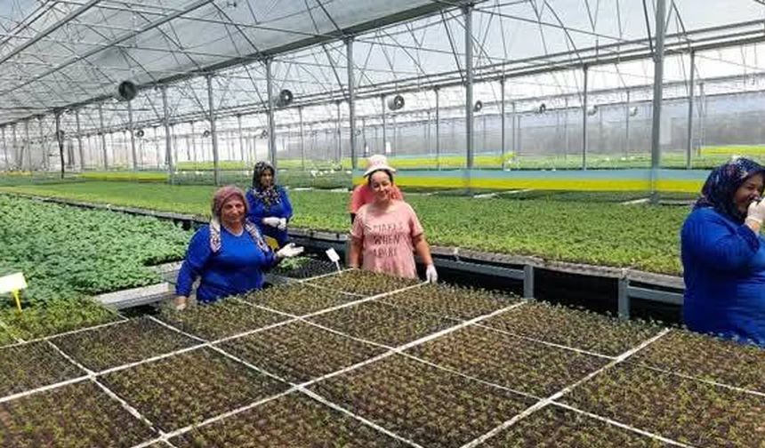 Kumluca’da yaz sıcakları altında fide üretimi: İşçiler zorlu koşullarda çalışıyor