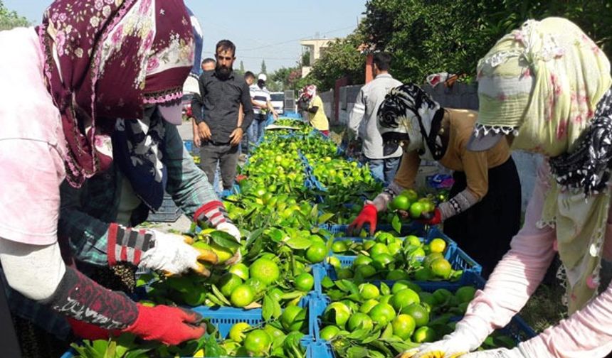 Hatay'da 'Erkenci mandalina' hasadı başladı