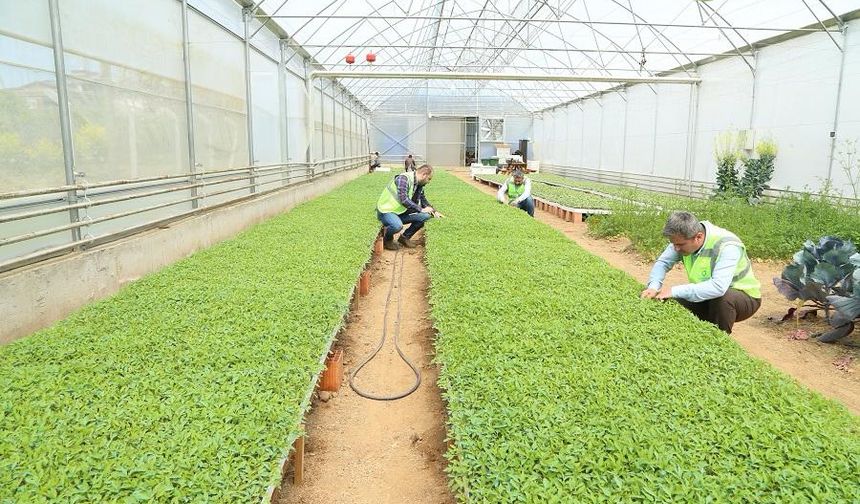 Ordu Büyükşehir desteklerle teşvik etti, vatandaş kendi sebzesini üretti
