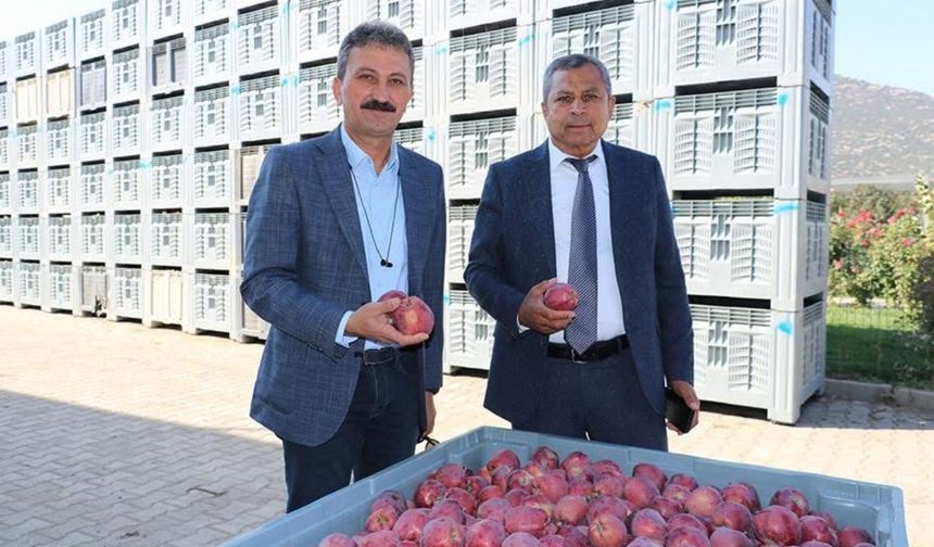 Isparta’da 2025 elma hasadı başladı
