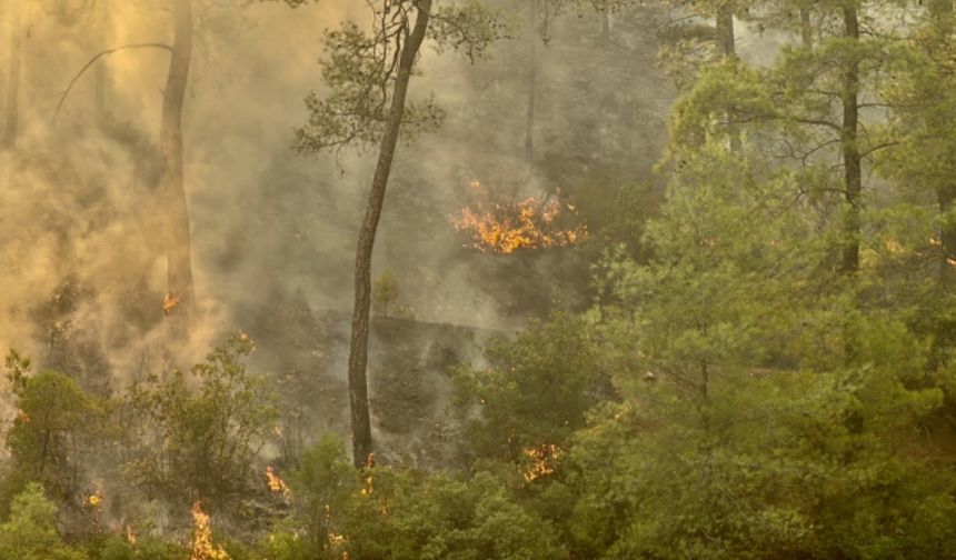 Çanakkale Ezine'de orman yangınına müdahale sürüyor