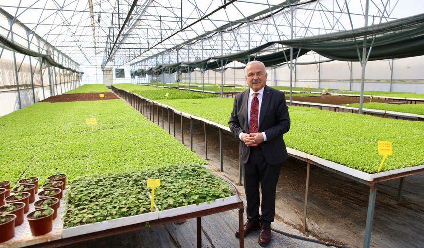 400 Bin kışlık sebze fidesi dağıtıma hazır