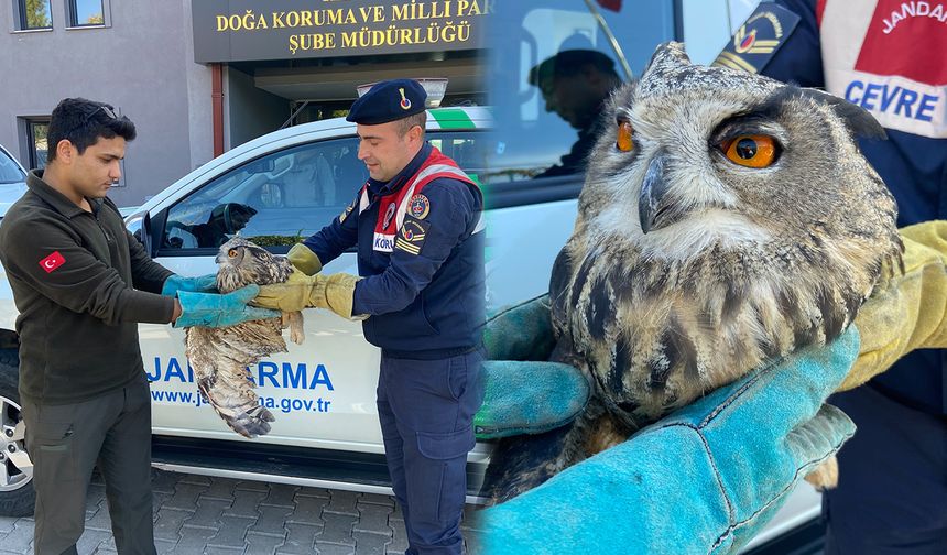 Yaralı Puhu Kuşu tedavi altına alındı