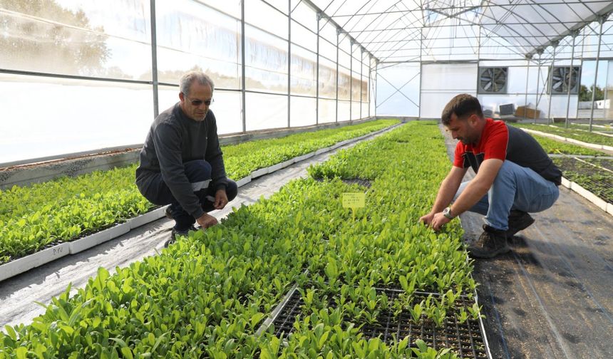 Kendi kendine yeten şehir: Ordu