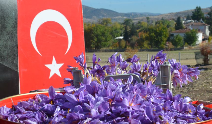 Dünyanın en pahalı bitkisi safran, Amasya’da hasat edildi