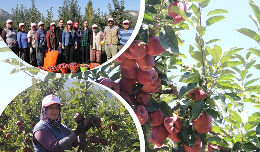 Isparta elması cep yakacak
