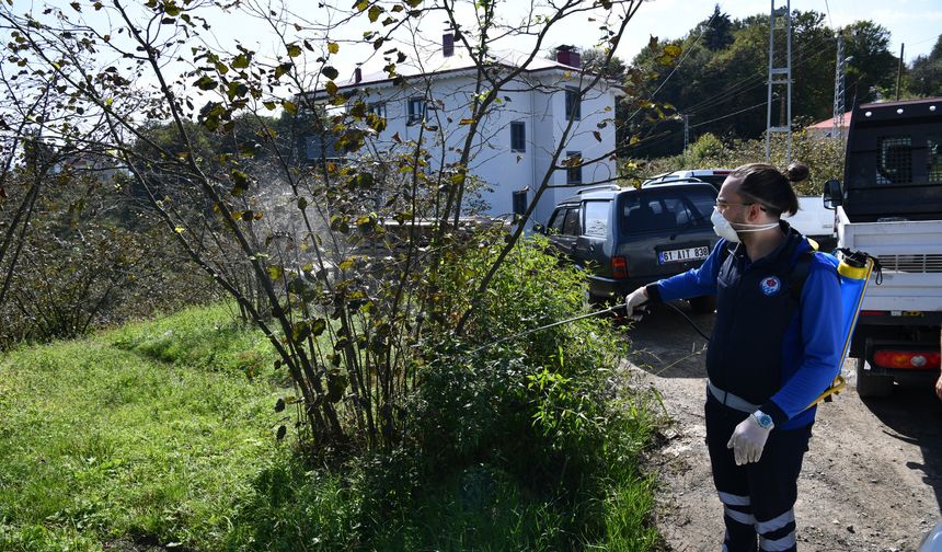 Trabzon’da kahverengi kokarca böceğiyle mücadele kapsamında 9 ilçede ilaçlama çalışmalarını sürdürüyor