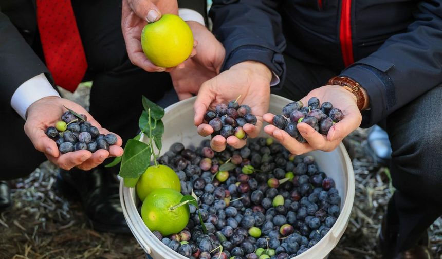 Artvin'de lezzet ödüllü "Butko zeytini" hasadı başladı
