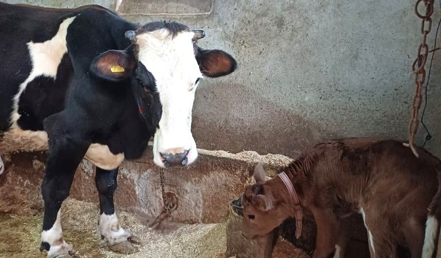 Aksaray Üniversitesi’nden genetik devrim: Süt alerjenini taşımayan buzağılar doğdu